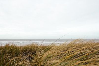 布朗面前草在白天的海洋
